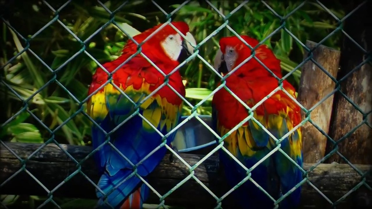 🇨🇵 Faire le grand ce n'est pas être grand. Zoooparc de Beauval - Mais qu'est-ce que je fou la _!_