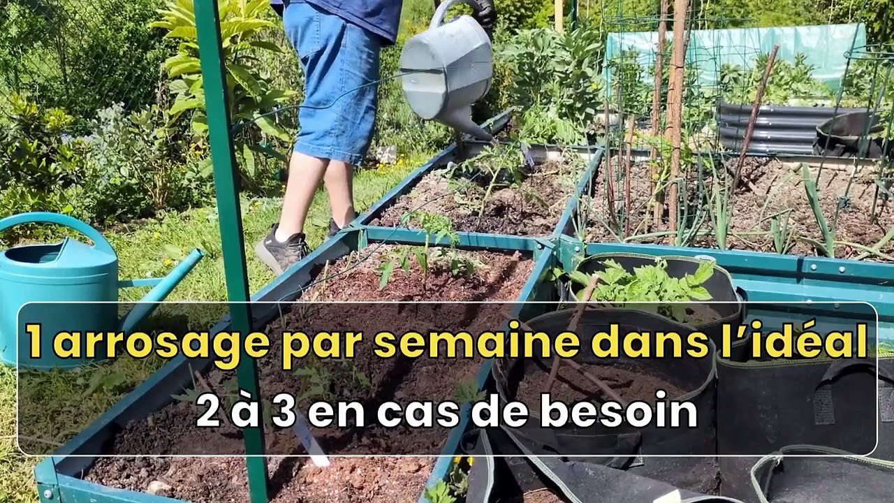 L'arrosage au potager
