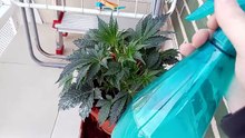 Marihuana autofloreciente del Banco de top tao