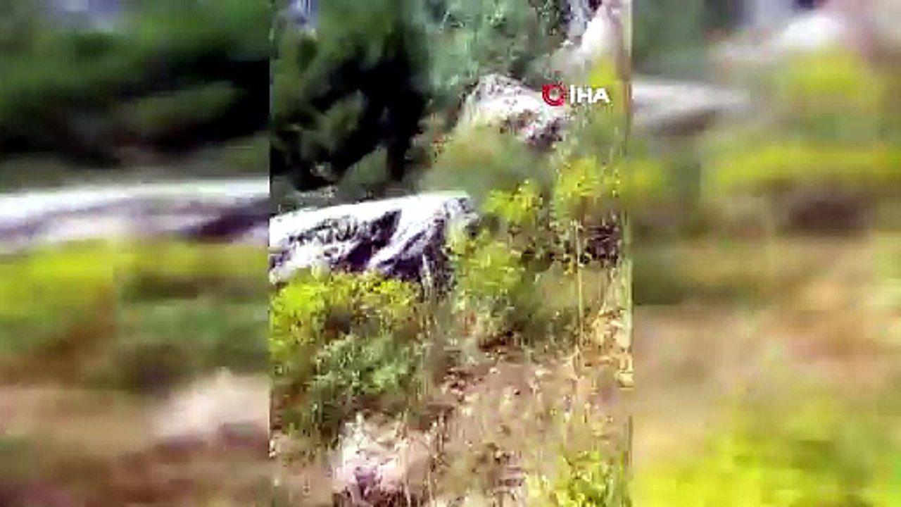 Ayılar arı kovanlarını parçaladı, kontrole giden üretici neye uğradığını şaşırdı