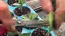 Simple Watermelon Grafting Technique With Pumpkin Rootstock #farmingtech_2