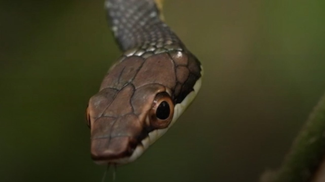 Snake Prevention Tips: सांप से घर और परिवार को सुरक्षित कैसे रखें? जानें कुछ आसान उपाय
