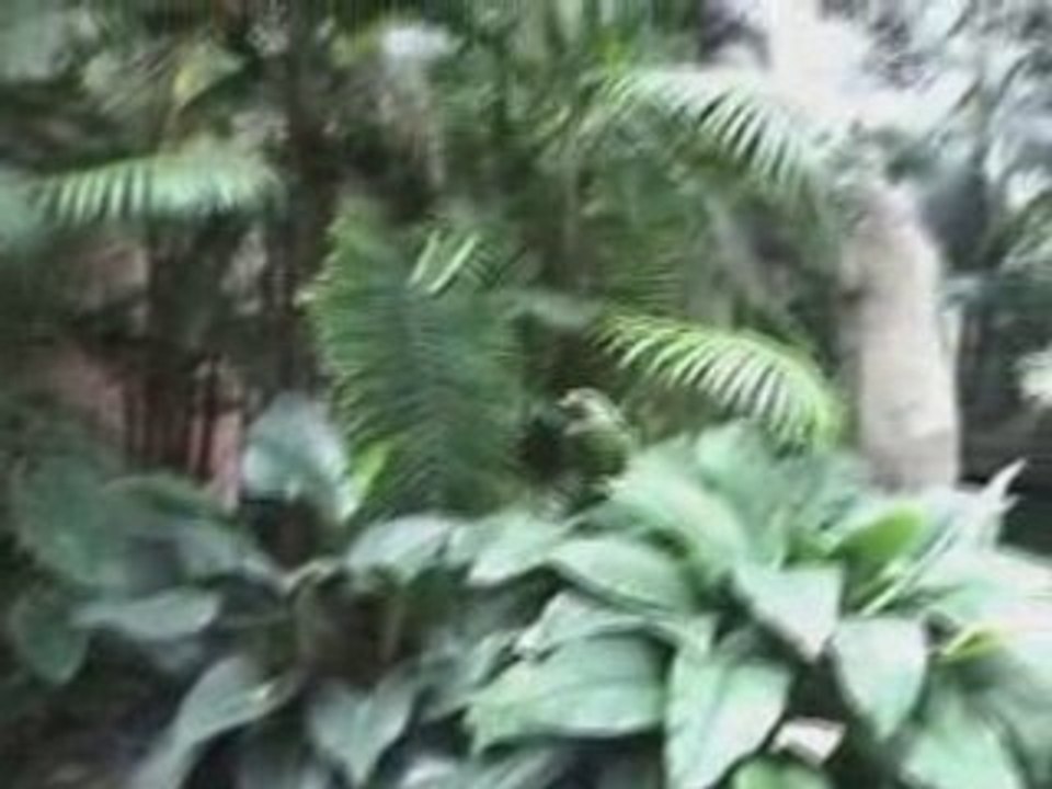 Sequence Amazonie