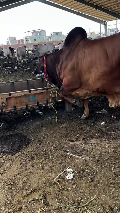 Pakistani largest Bull
