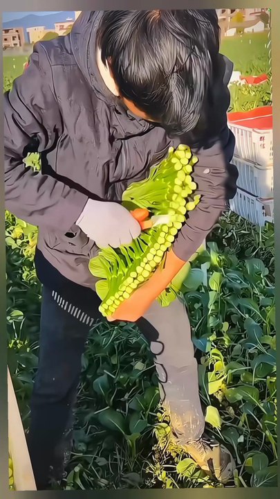 Work in field