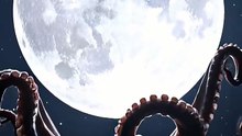 Night Sky Octopus Tour