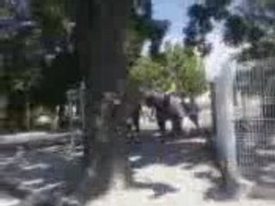 Jakie chan du pontet 84130