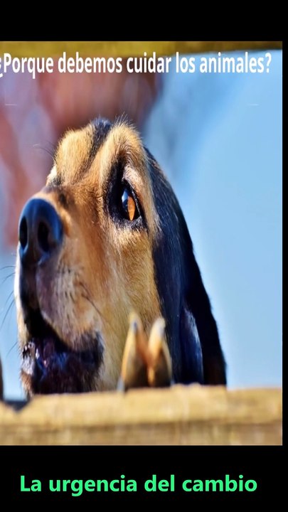 Por qué Cuidar los Animales?
