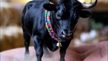 Pets Life #petslifTiny Angry Bull Gets Calm 🐂❤️ | Cute Mini Animal Story e #Viral #Funny #beauty