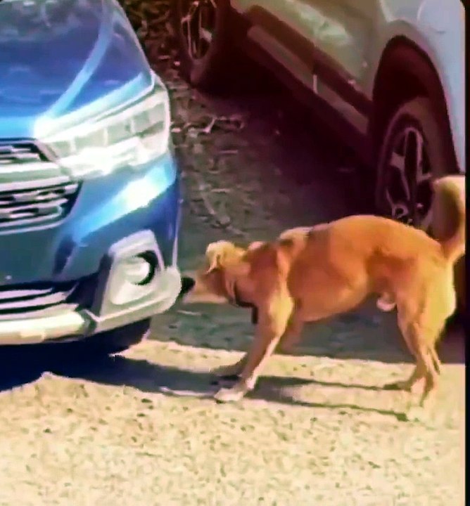 Fareyi yakalamak isterken arabayı hurdaya çevirdi! İnatçı köpeğin av tutkusu araç sahibine pahalıya patladı!
