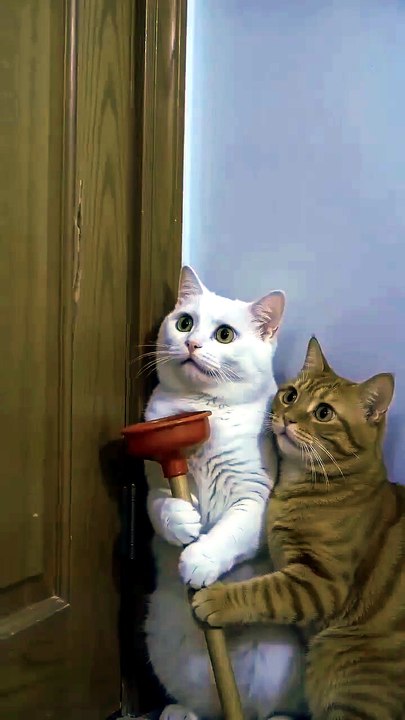 funny #cat #funny