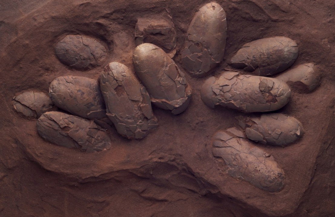 Batch of fossilised dinosaur eggs have been discovered in France