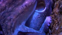 Octopus Arms Think For Themselves 🐙🧠