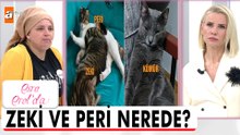 Eski sevgililer arasında kedi krizi - Esra Erol'da 13 Mayıs 2026