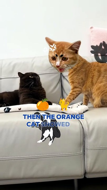 Average Orange Cat Behavior 🐈