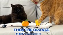 Average Orange Cat Behavior 🐈