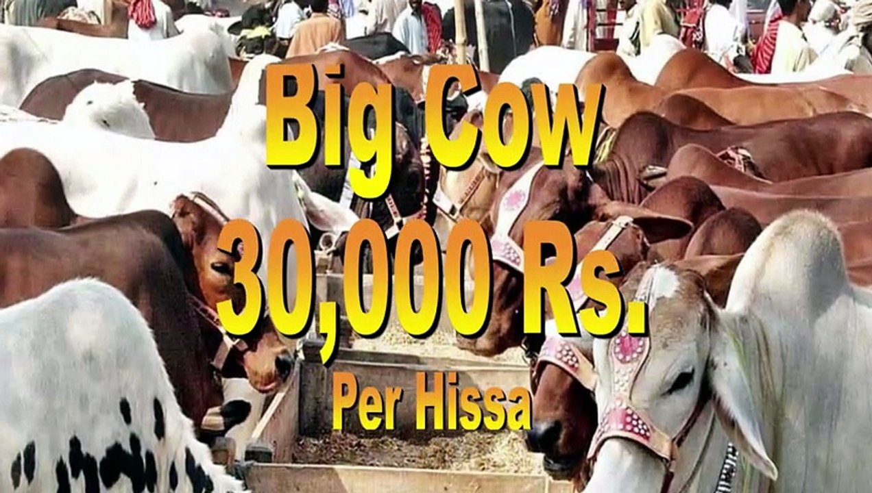 Alkhidmat Qurbani 2026 - Shadman Town