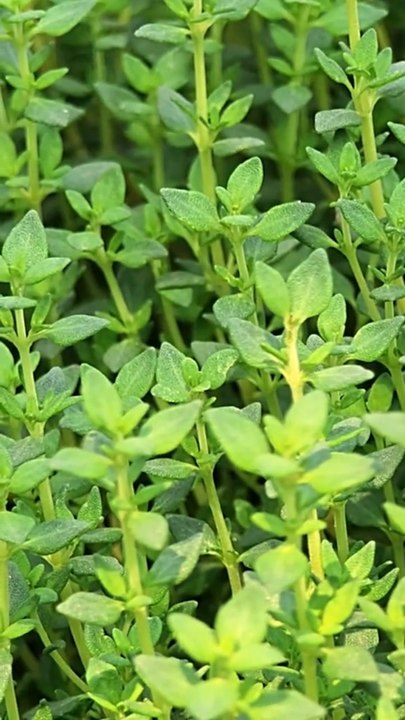 5 Flowering Ground Covers That Smother Weeds