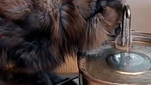 So Thirsty! Maine coon cats love water!🐾 #cat #catlovers #funnycats #mainecoon