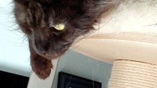 The queen watches everything from above :) Just like queens do 👑🐾 #cat #funnycats #catlovers #mainecoon