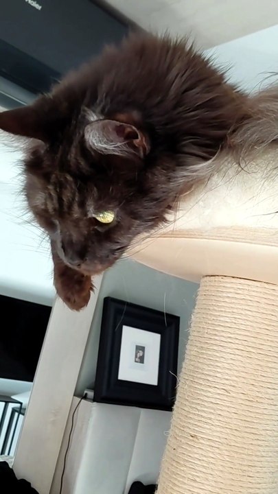 The queen watches everything from above :) Just like queens do 👑🐾 #cat #funnycats #catlovers #mainecoon
