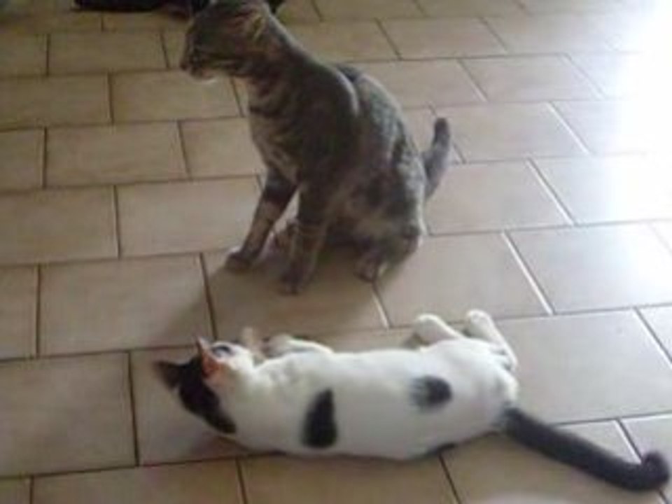 coton et t-chat