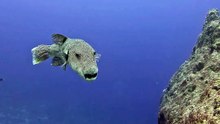 Dive into the ocean with coral reefs and tropical fish