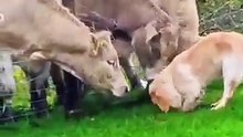 Dogs Can Be Friends With Any Animal on the Farm.