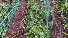 This is what the greenhouses looked like after the tornado disaster.