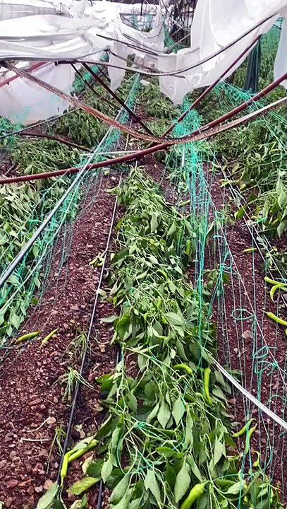 This is what the greenhouses looked like after the tornado disaster.