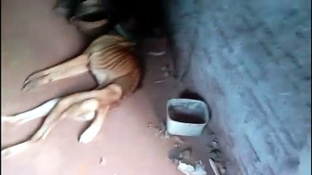 Crueldade: Tutor é preso após flagrante de maus-tratos