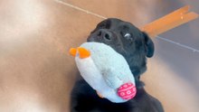 Senior Dog In The Shelter Until Mom Saw Viral Video