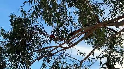 Rainbow lorikeets on the gum tree