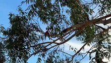 Rainbow lorikeets on the gum tree