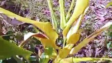 PLANTA MILAGROSA , PARA O SISTEMA IMUNOLÓGICO