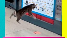 ¡Gatito se vuelve viral por saltar de felicidad al encontrar un pollito!