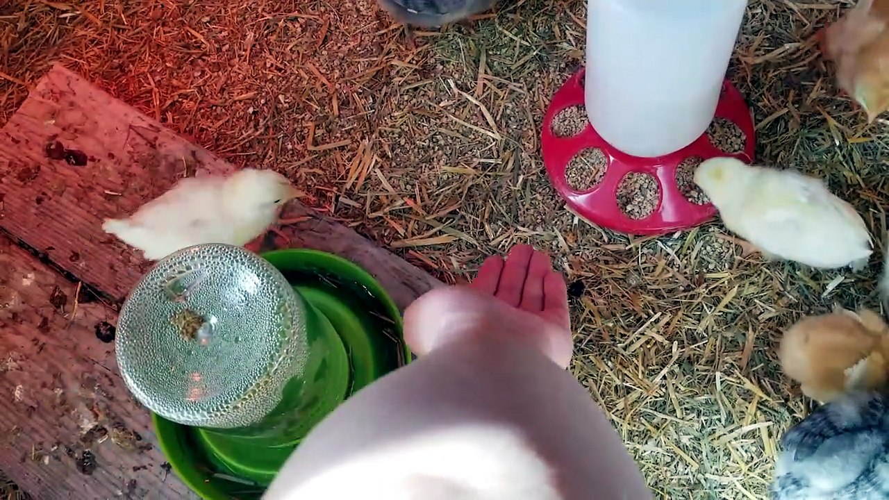 A little bit of hand-feeding the chicks to build familiarity. | #SparklegleamFarm #Chicken #homestead #farmanimals #cute