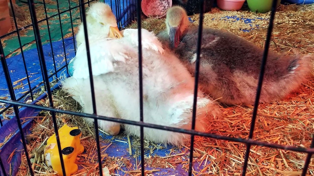 Tooey's camouflage worked so well that Lemongrab started looking for her in dream land. | #SparklegleamFarm #Tooey #Lemongrab #farm #geese #farmanimals #soft #cute