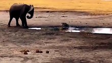 Giant African Elephant Frustrated by Fearless Honey Badger on Safari