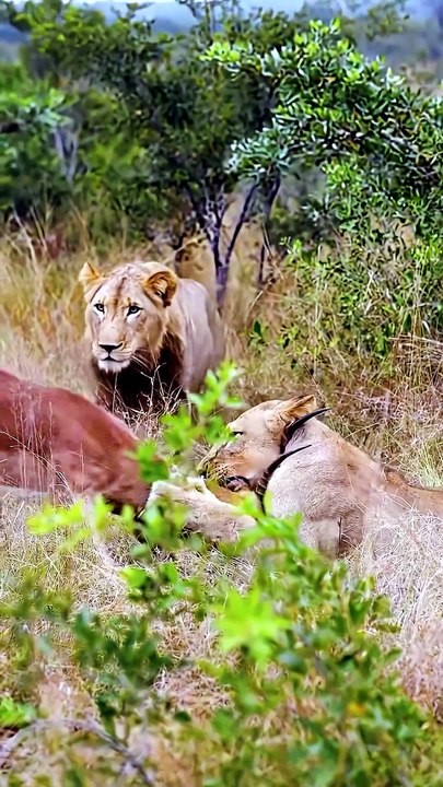 Lion Executes Prey With Absolute Dominance