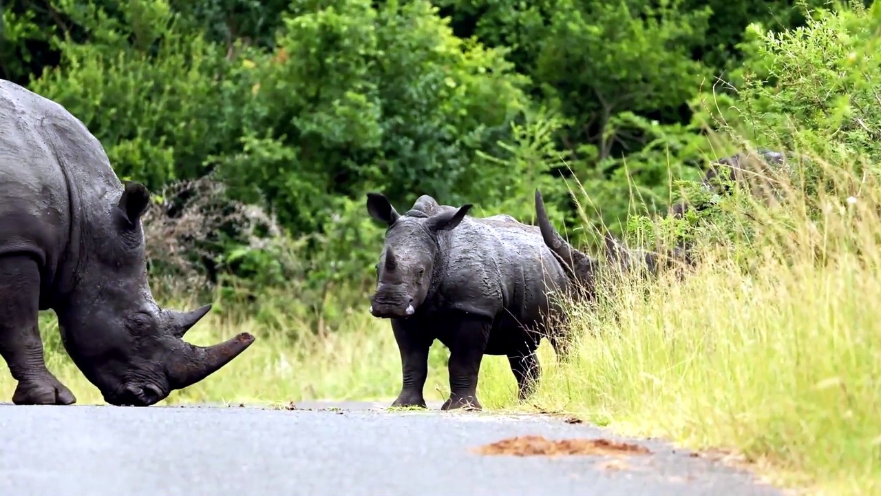 Positive News - Radioactive Isotopes Being Embedded in Rhino Horns Seen as Magical Anti-Poaching Solution