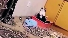 Videos muy divertidos de gatitos !!