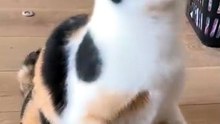 You Won’t Believe This Kitten’s Food Catch 😍