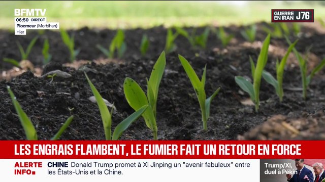 À cause de la flambée des prix des engrais, le fumier fait un retour en force chez les agriculteurs
