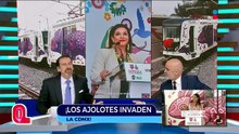 Se está "Ajolotizando" la ciudad | Qué Importa