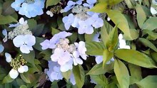 flower02