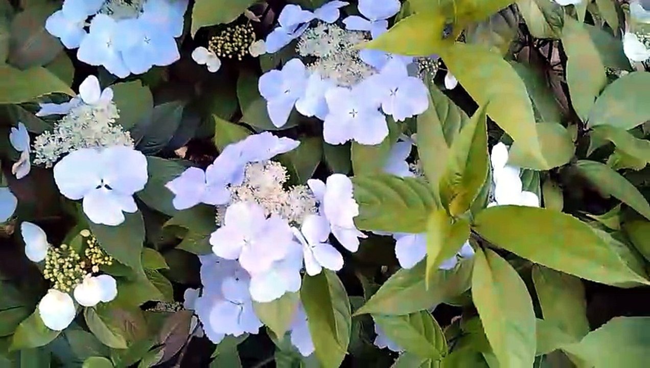 flower02