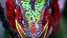Nature's Wildest  Weapons @ Natural World