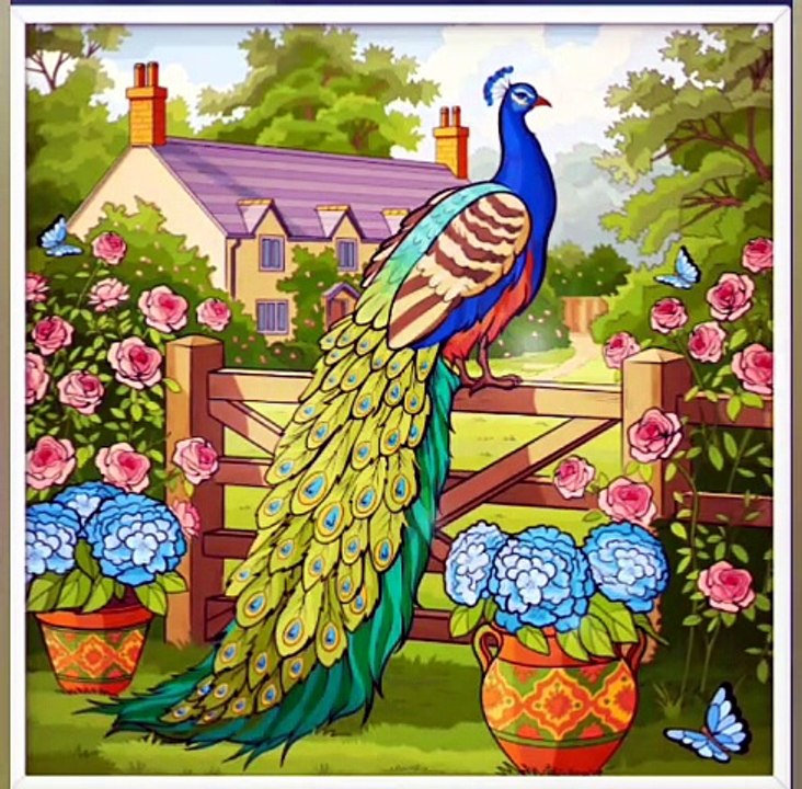 Royal Peacock