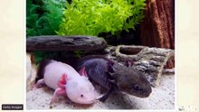 Can Humans Regrow Lost Limbs_ Scientists Just Flipped the Switch!